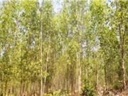 Đồng Nai: Chọn giống keo lai năng suất và chống chịu bệnh 